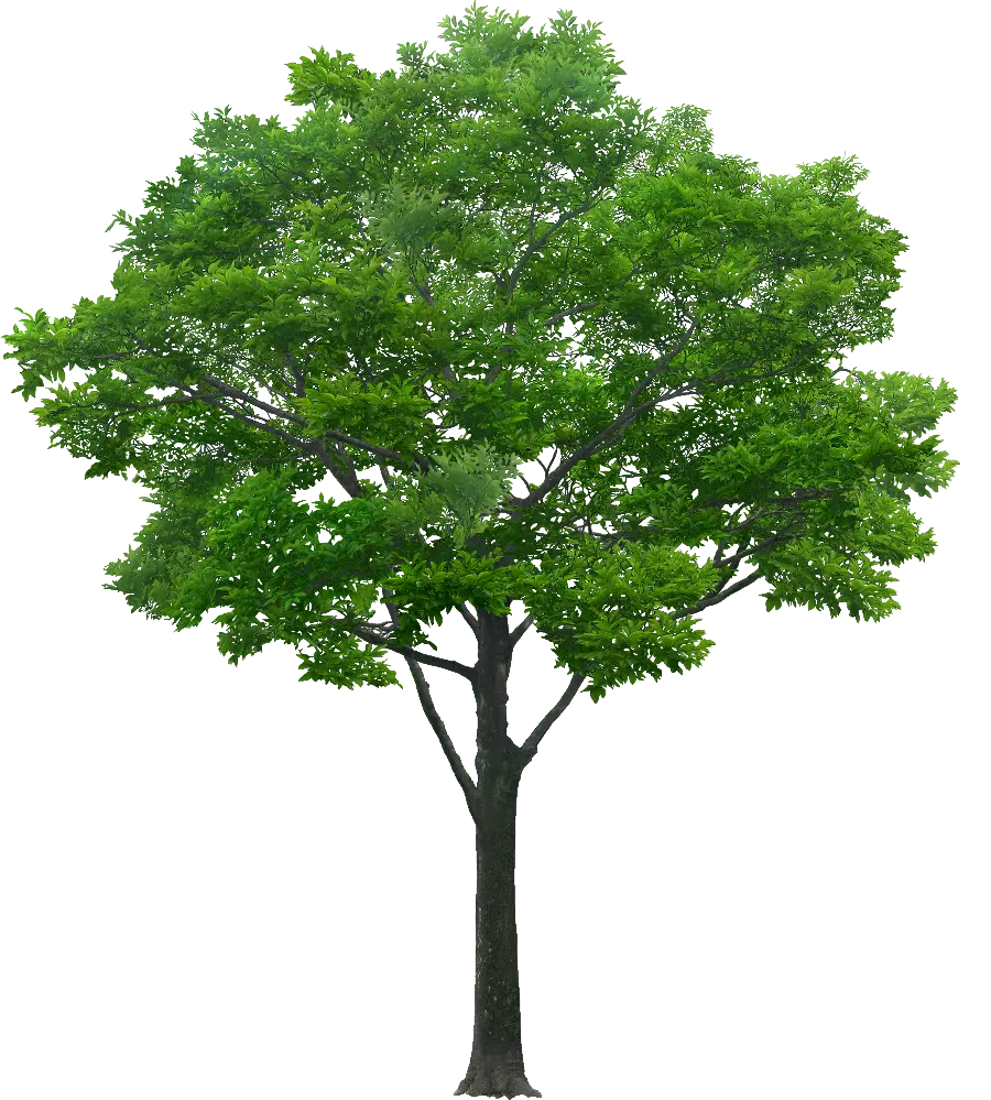 Amazing vector of a beautiful tree for a drawing pattern