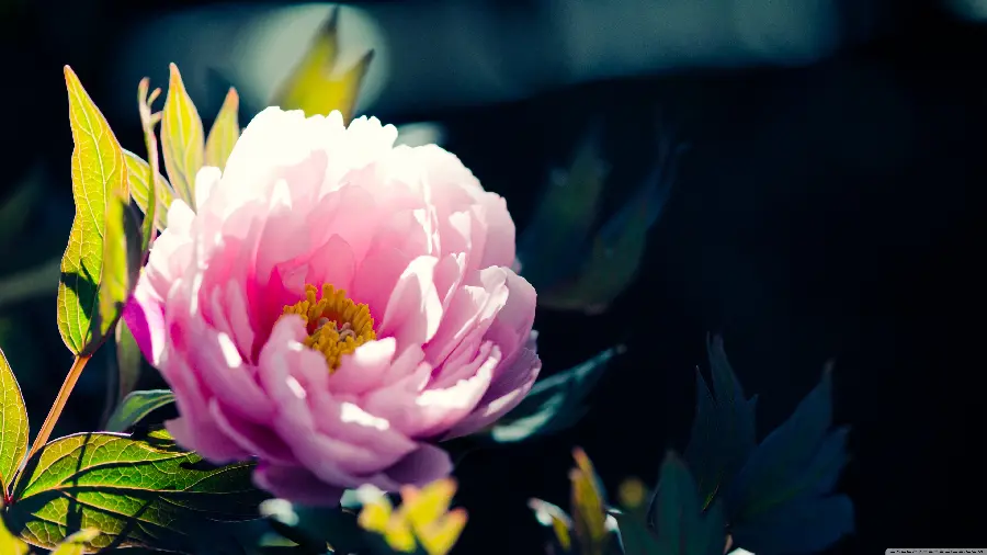 Cute and beautiful wallpaper of pink flowers for Windows 11