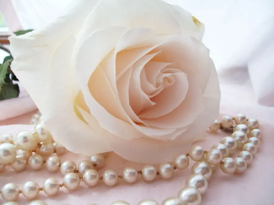 Beautiful background of a pearl necklace in a seashell and a white rose suitable for Telegram