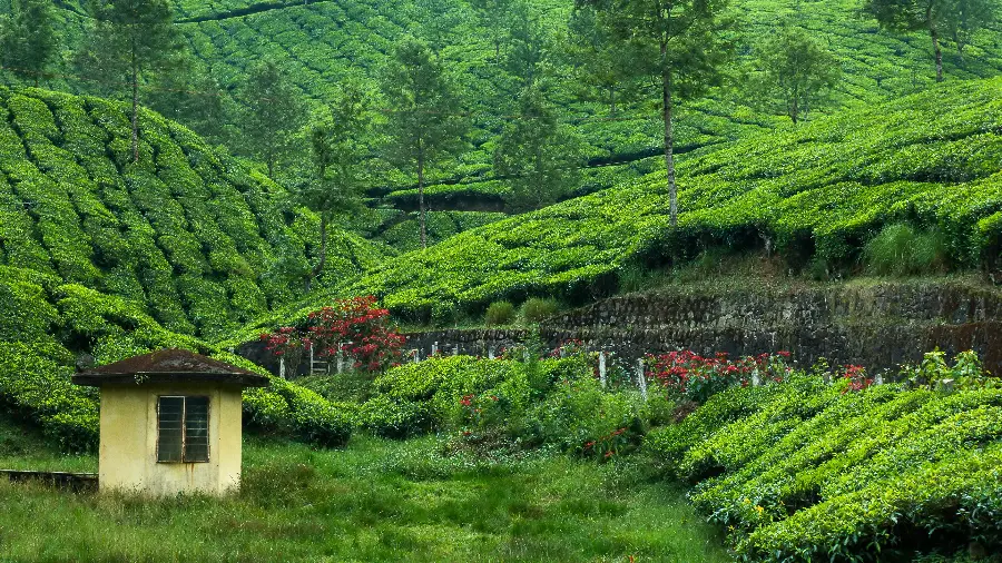 The most attractive green nature stock photo for Instagram 