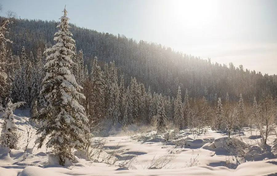 Special wallpaper of sunlight shining in the Siberian snowy forest