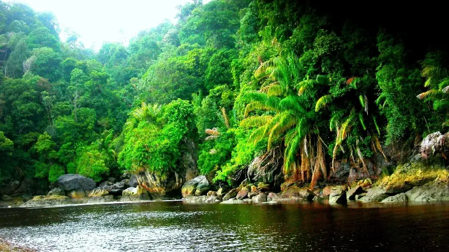 A magical vector of dense vegetation and tangled trees along the Amazon River in high quality