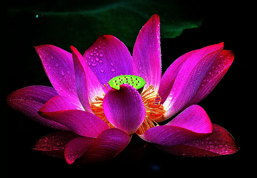 A great poster of a beautiful and energizing water lily