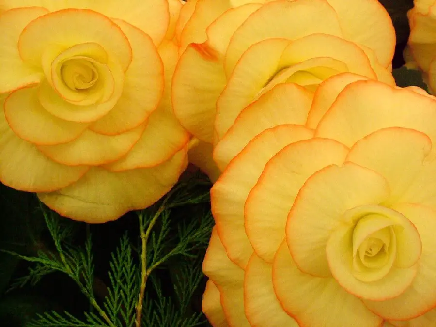 Background of 3 large cream-colored begonias with an orange edge suitable for windows