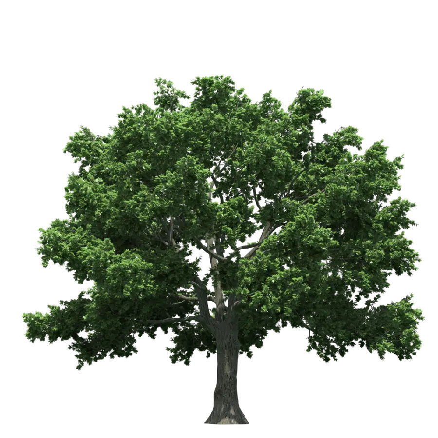 Download a tree PNG for Photoshop in full HD quality