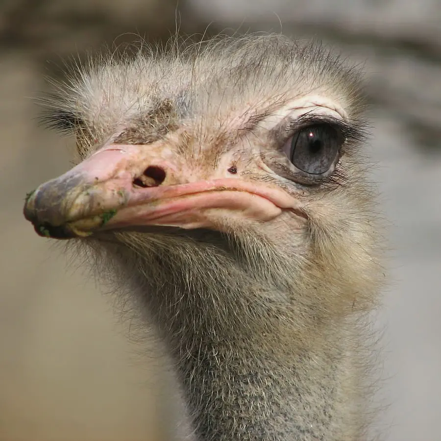 Funny and fluffy ostrich photo suitable for background
