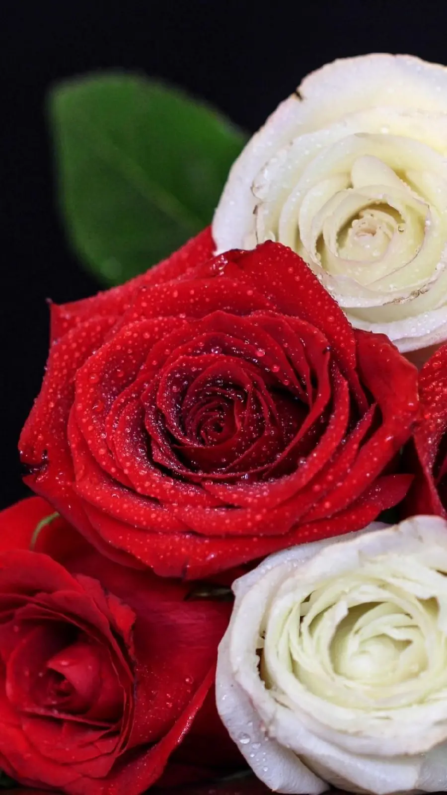 New Red and White Rose Wallpaper for Apple Phone in Special Quality