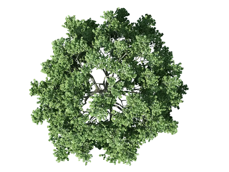 Download Tree Object for Photoshop in Popular PNG Format