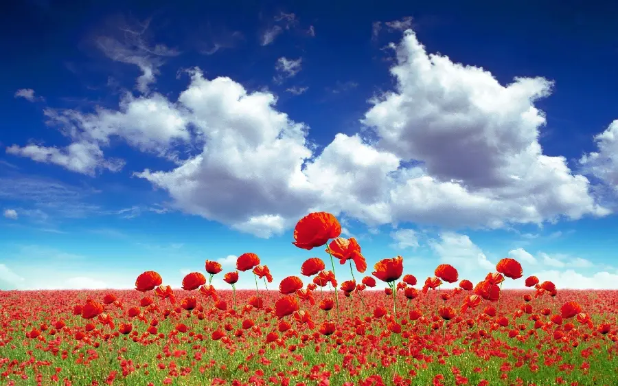 Pure computer background of wild red anemone flowers with a two-tone blue sky with large clouds