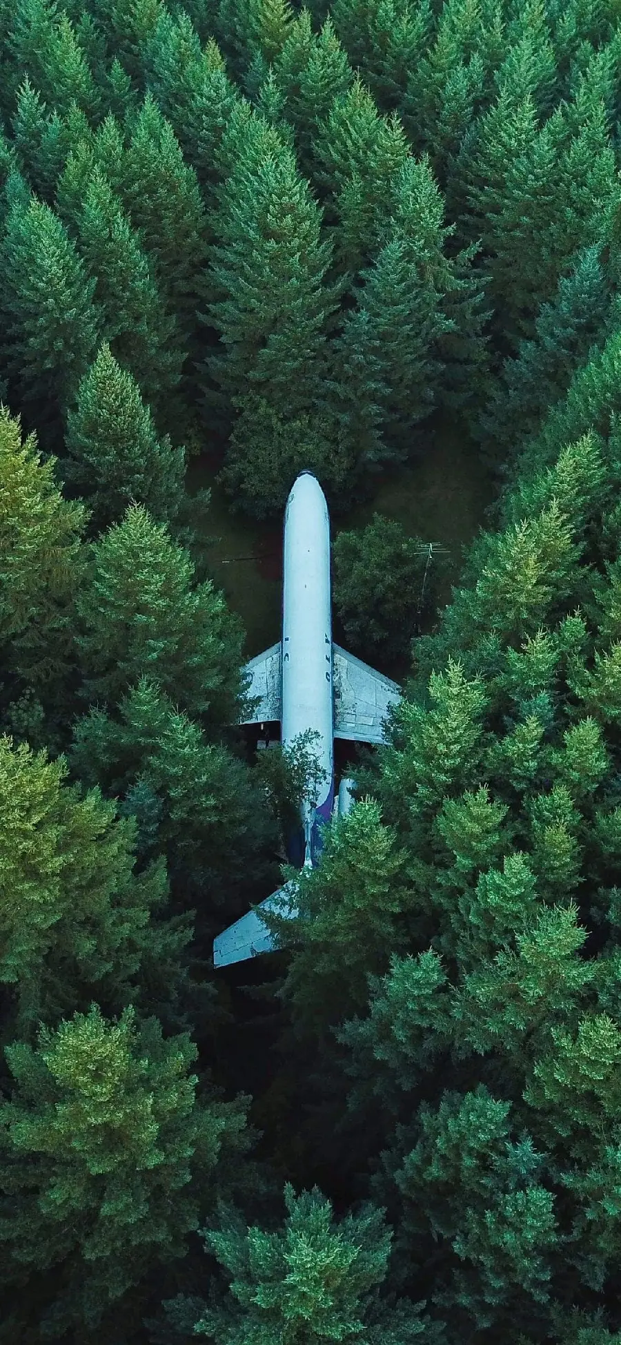 A strange profile photo with a plane design in the middle of a green forest 8K