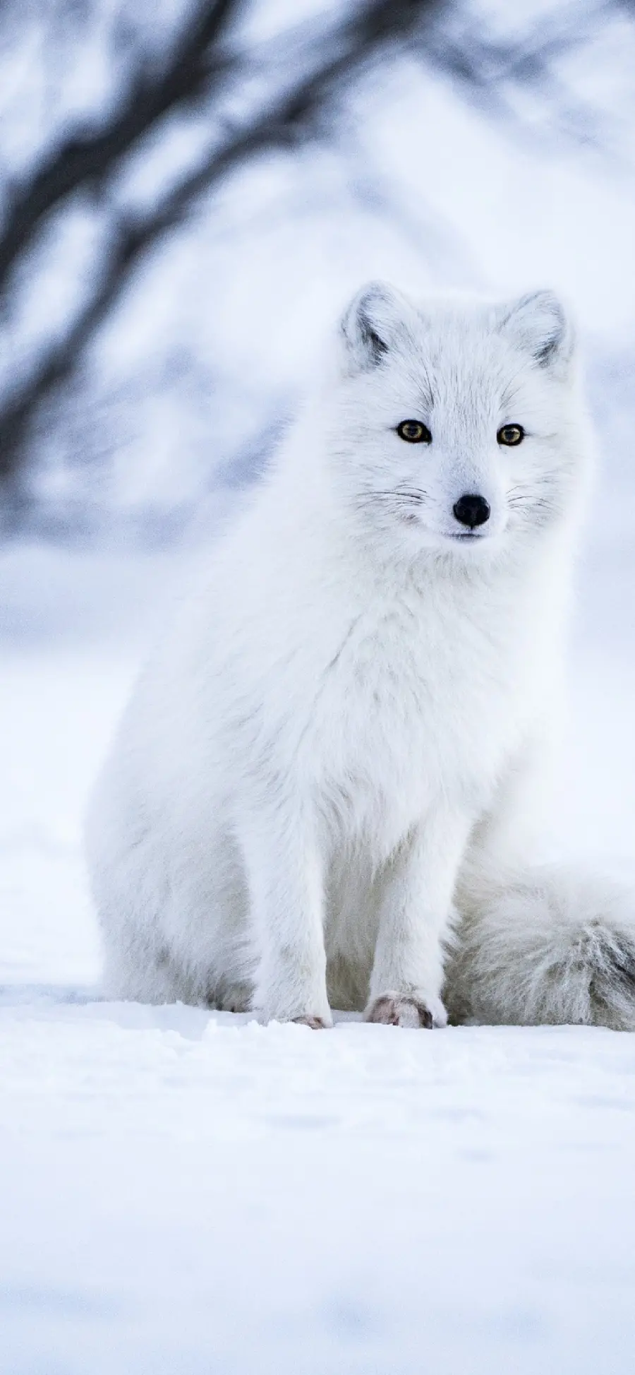Sweet and charming background of the white arctic fox