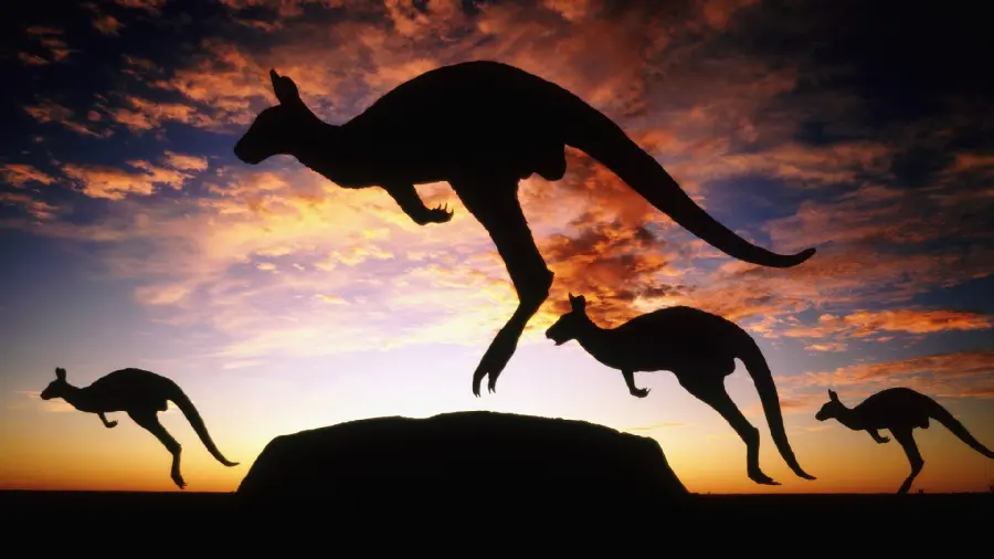 Fantasy image of 4 black kangaroos jumping with a long distance next to a black stone
