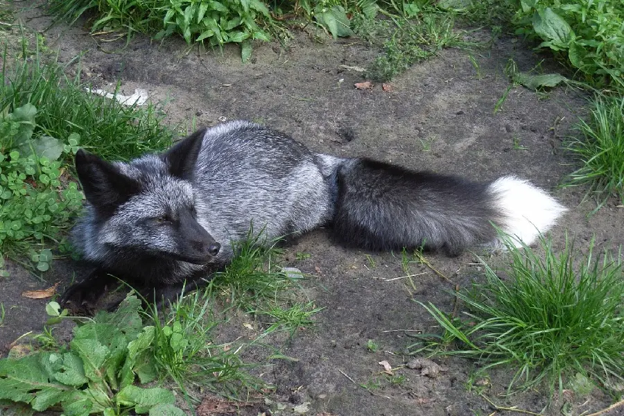 The most popular fantasy image of a silver fox sitting among green plants