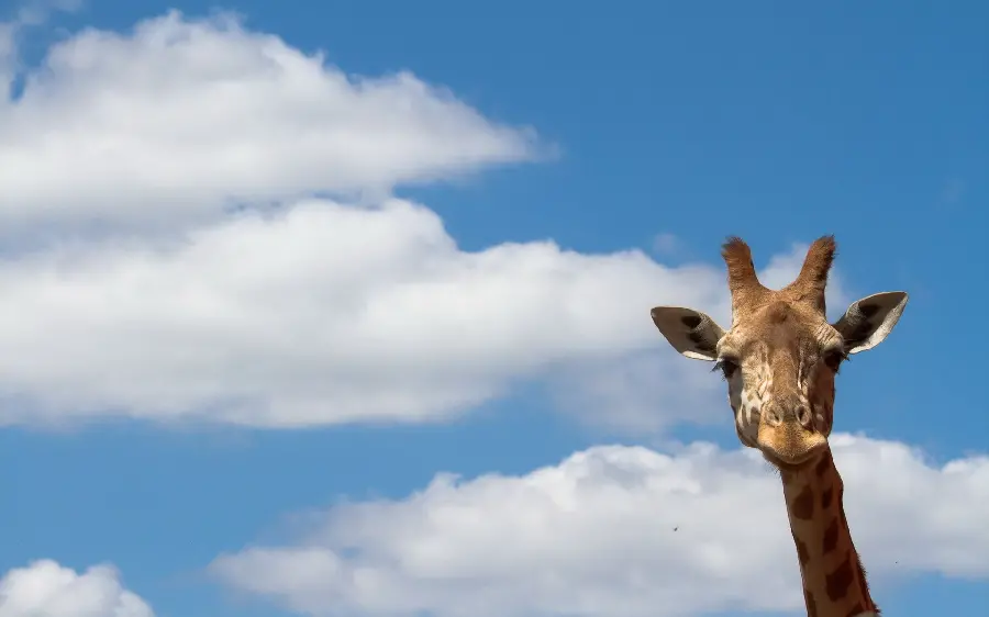 Download the half-innocent giraffe wallpaper with a blue sky and clouds