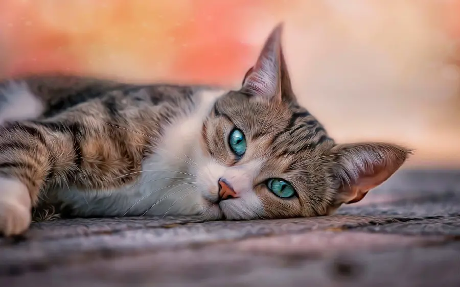 Image of an innocent cat with blue-green eyes in HD quality 