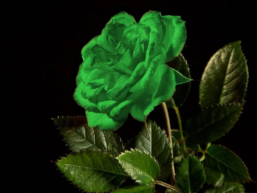 Stock photo of a left view of a green rose with wilting edges