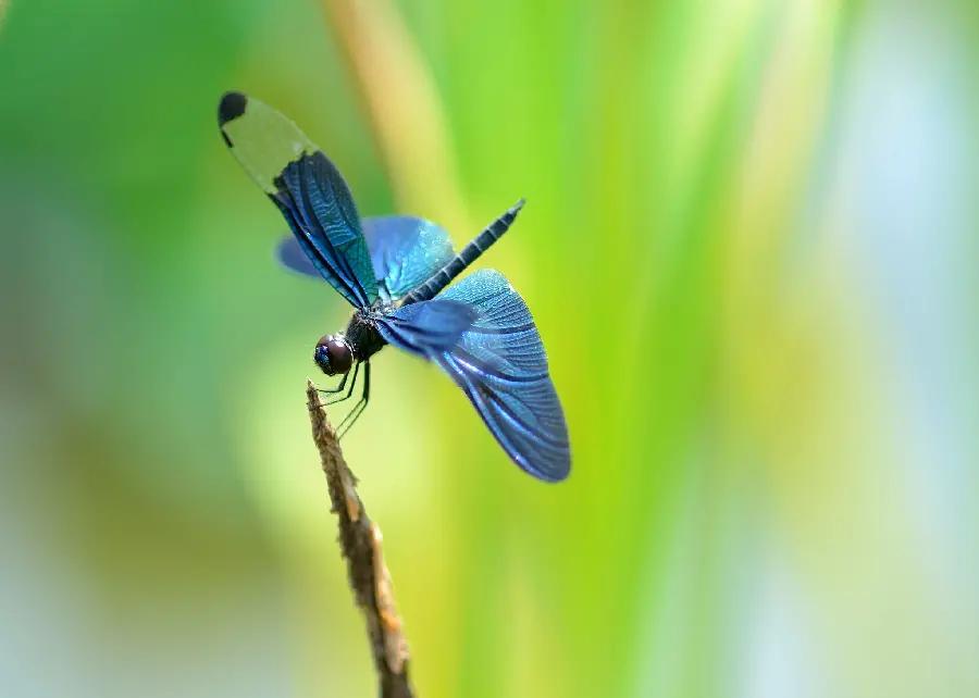 Download Beautiful Dragonfly Wallpaper in High Quality