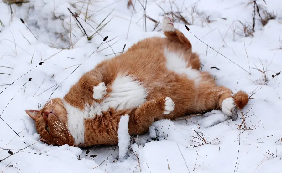 Funny Cat Lying in the Snow Wallpaper