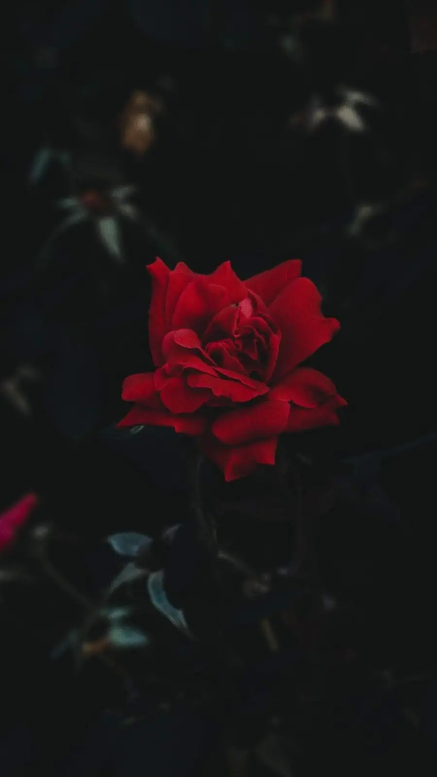 Girly Apple Phone Wallpaper Red Rose HD Quality