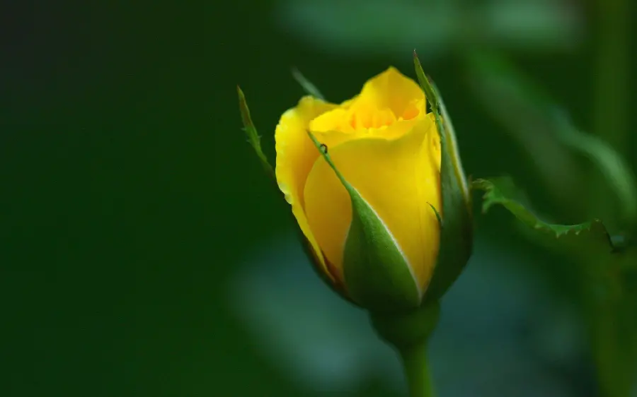 Simple and stylish background photo of a yellow rose bud in nature 