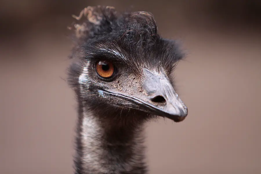 Black ostrich background with a long beak, MinaPhone wallpaper
