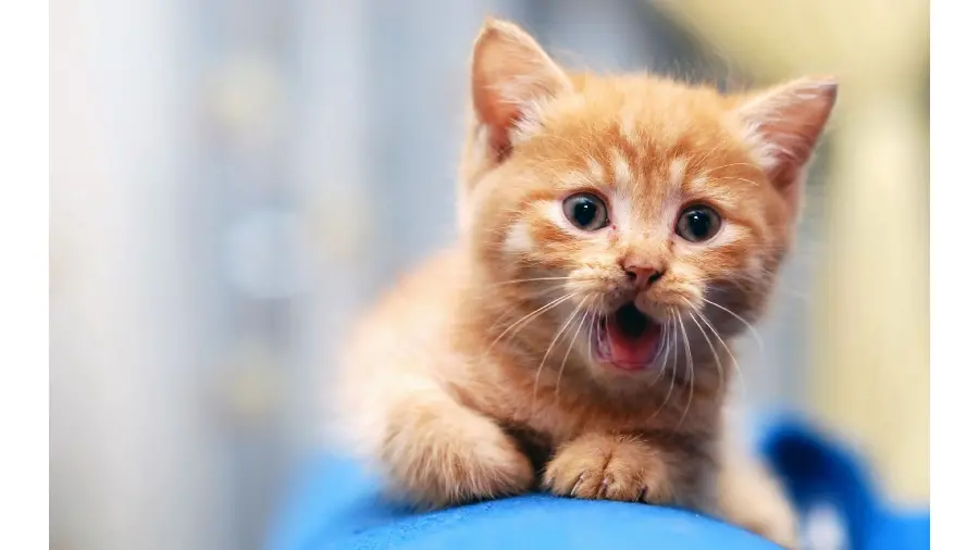 Cute and scared kitten photo with a beautiful chocolate color