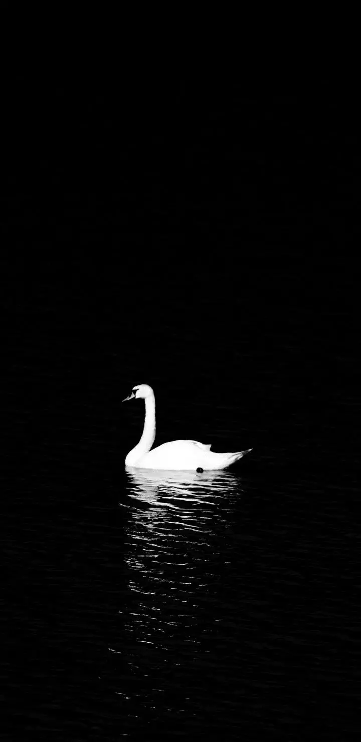Magical photo of a white swan with a black background for mobile in HD quality
