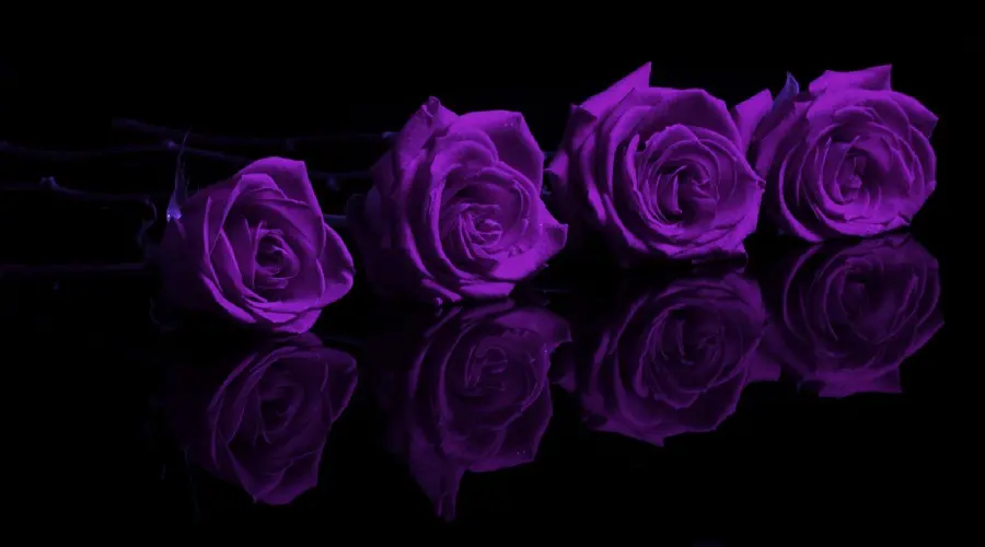 Stock and mirror image of 4 purple roses from the front view on a black background