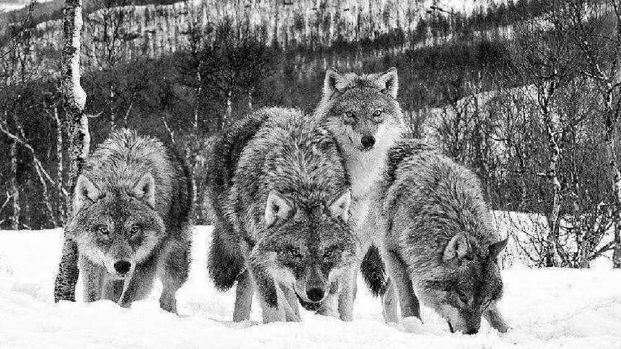 Black and white photo of wild and scary wolves for profile 