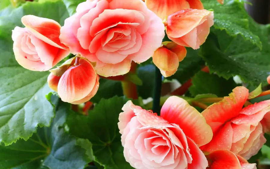 Profile photo of a begonia flower with raindrops on its beautiful petals