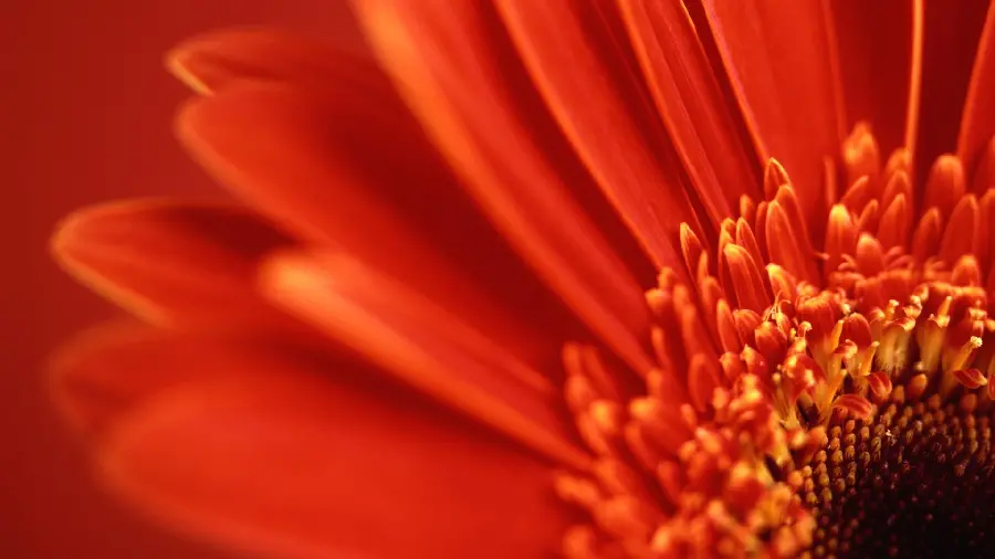 Stock photo of a flower with red petals in HD quality 
