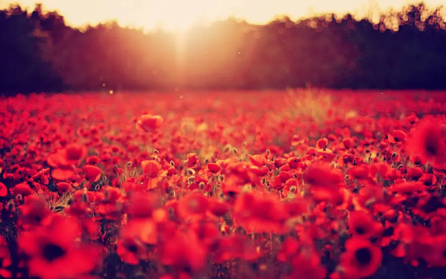 Poor quality and unknown background of a field of wild red poppies