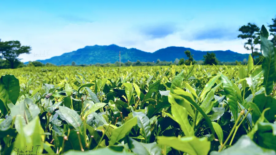 Interesting wallpaper of green tea plantation for computer