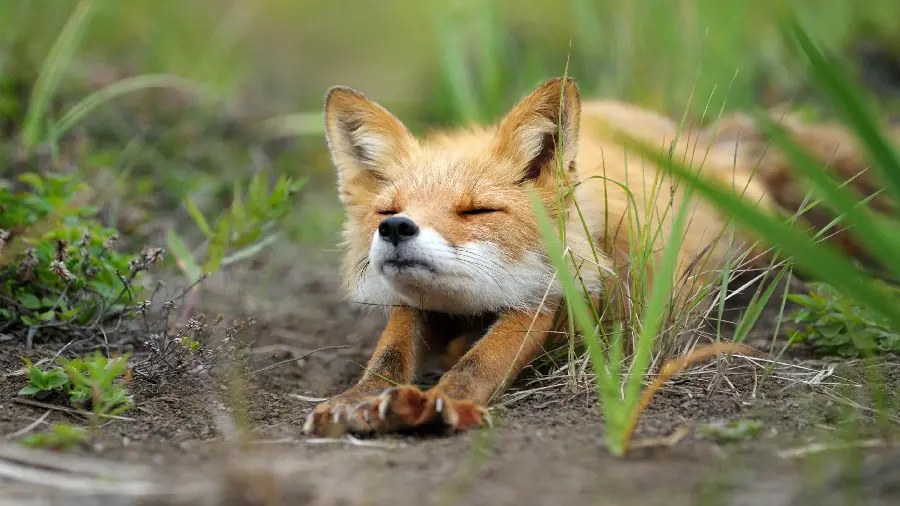 Download photo of a fox stretching its arms and legs