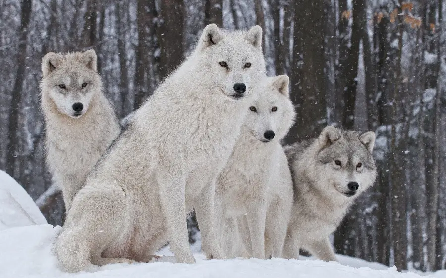 Download an interesting image of white and wild wolves in the cold