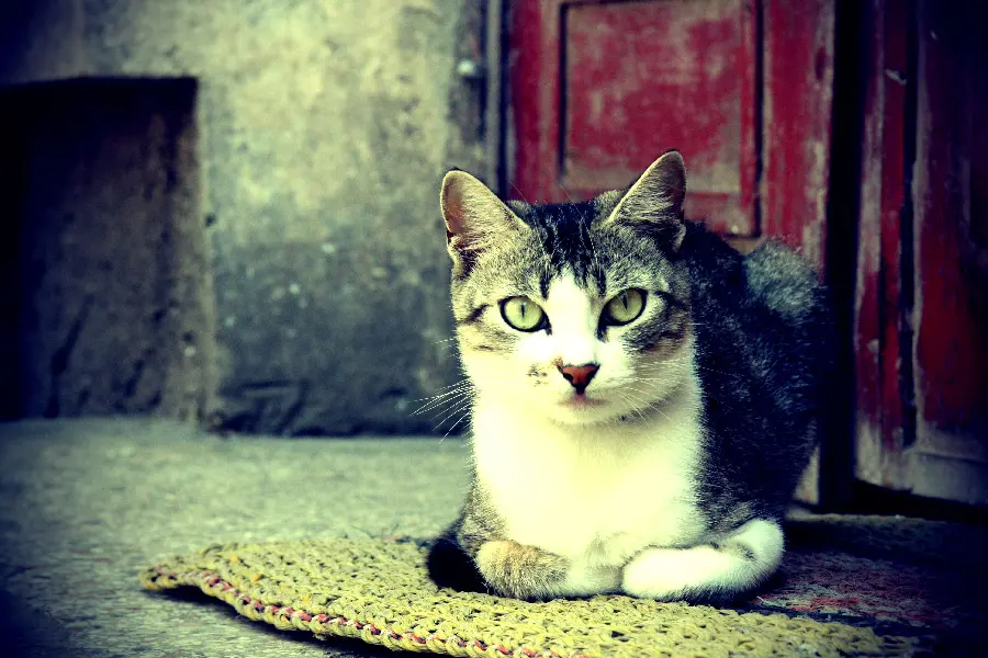 The most famous cute and smart cat wallpaper in 8k quality 