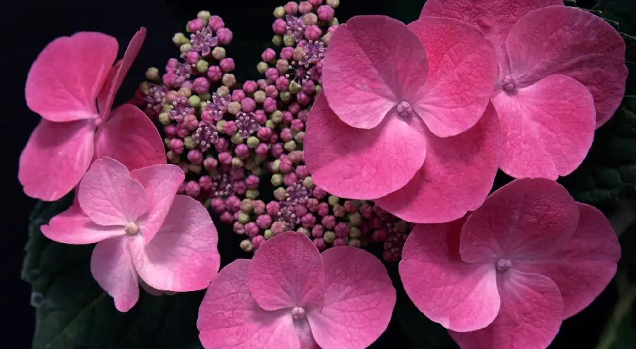 Classy stock photo of a begonia flower Pink with its buds suitable for tablets