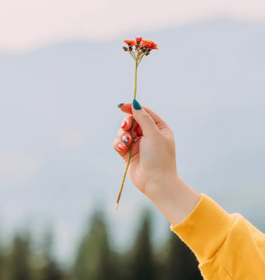 Good quality photo of a beautiful spring flower for your phone profile