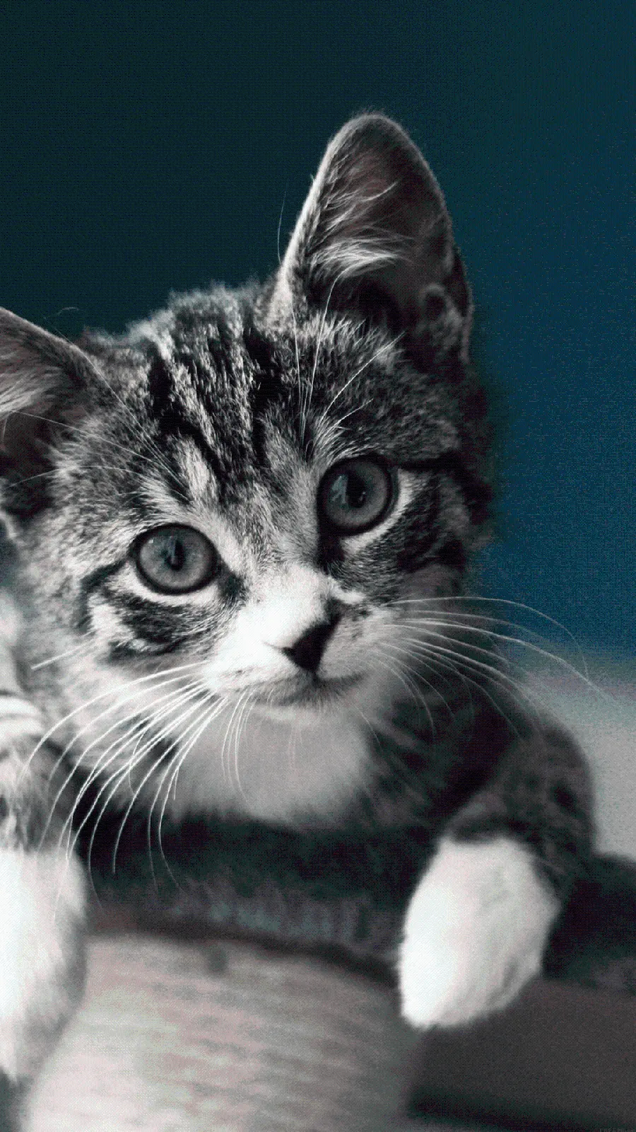 Smart cat stock photo for phone