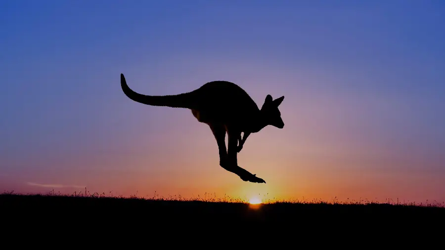 Download the best stock image of a kangaroo jumping tangent to the sun at sunset