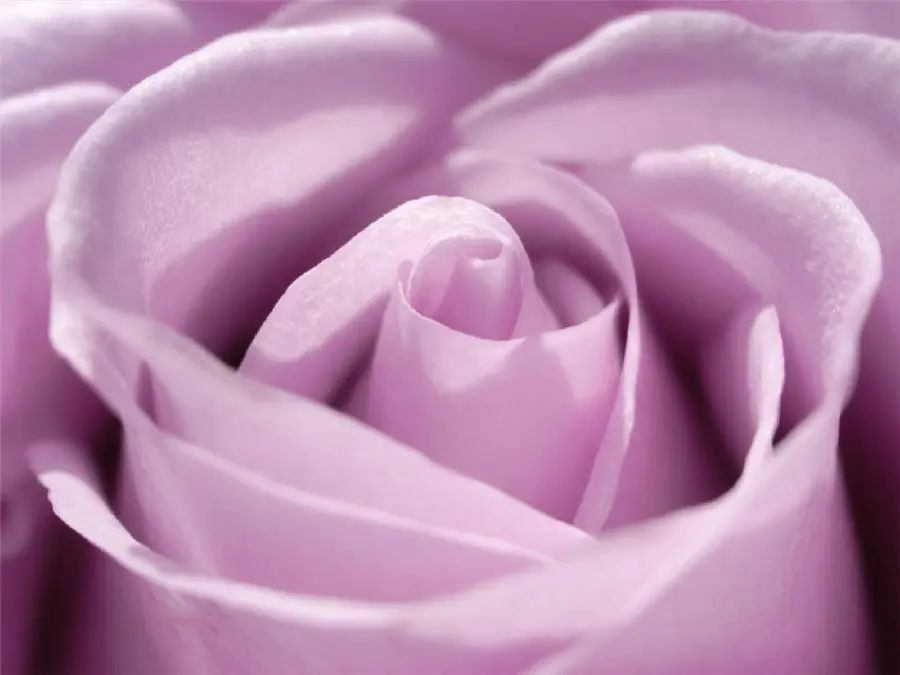 Download Close-up Photo of Thin Tangled Purple Rose Petals