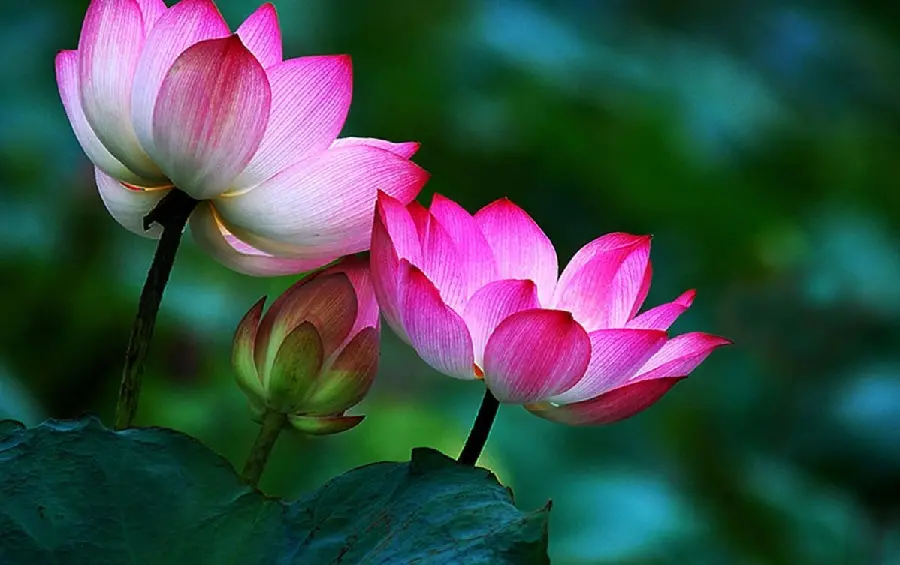 Beautiful pink lotus suitable for phone background