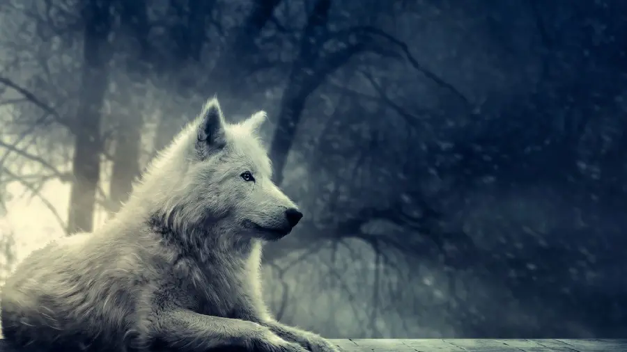 Unique background photo of a white wolf in the dark for your desktop