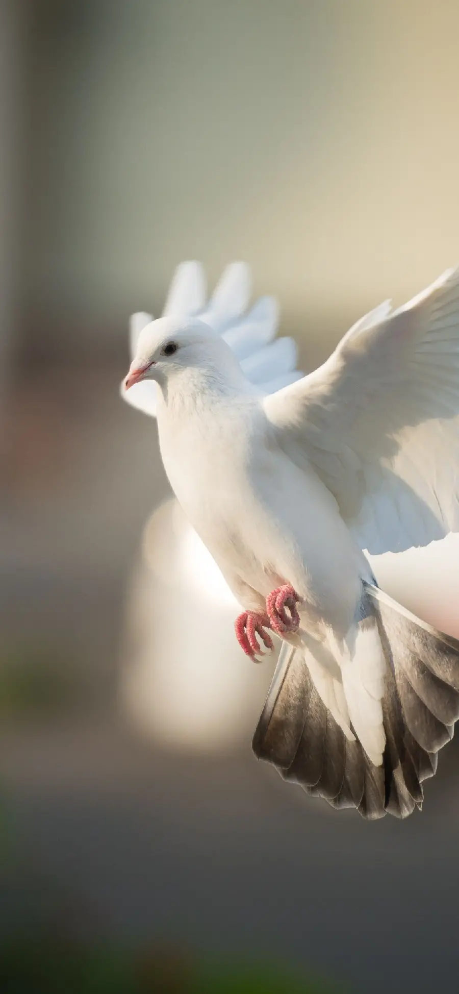 Large and classy poster of a close-up of a white pigeon with a smoky tail