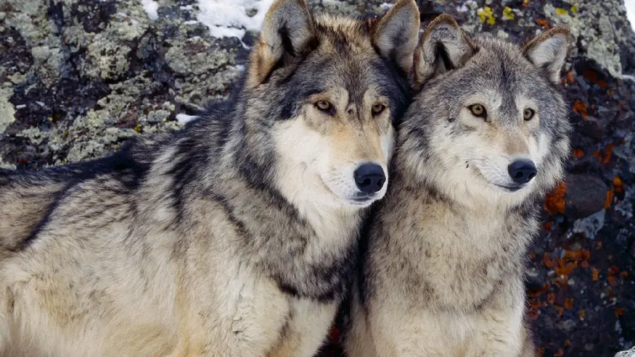 Spectacular phone background with a design of two beautiful and powerful wolves 