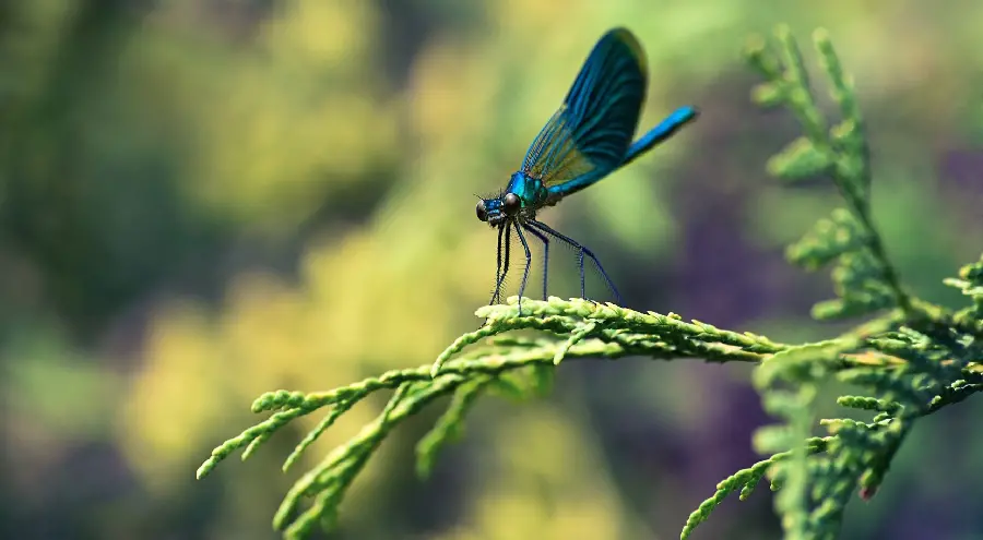 Beautiful black dragonfly wallpaper with quality Great