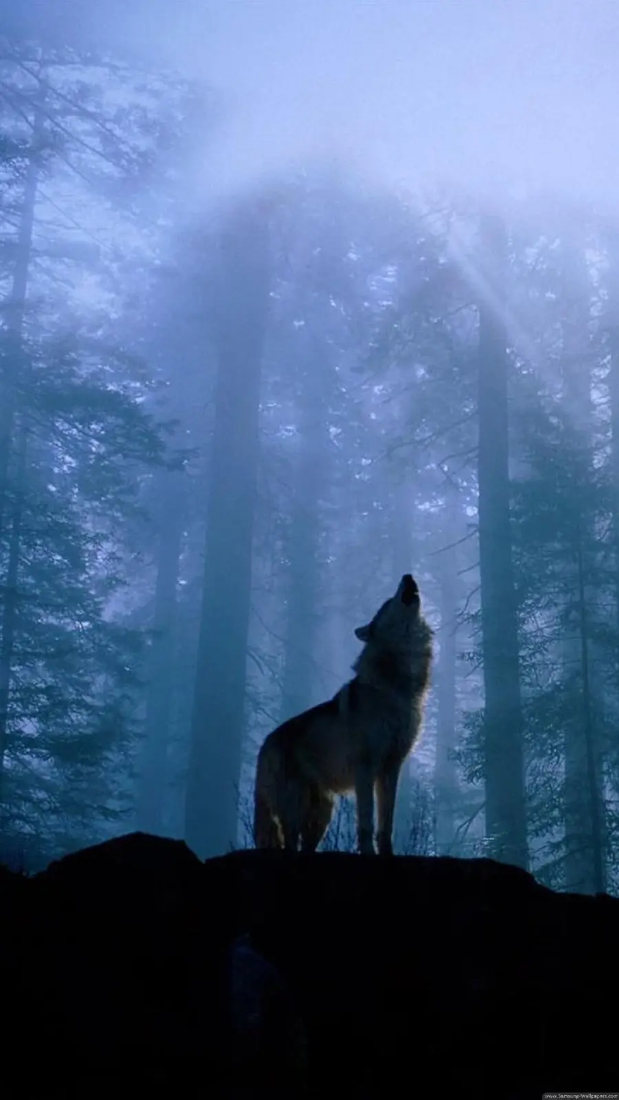 Unique wallpaper of a wolf howling in the dark in HD quality 