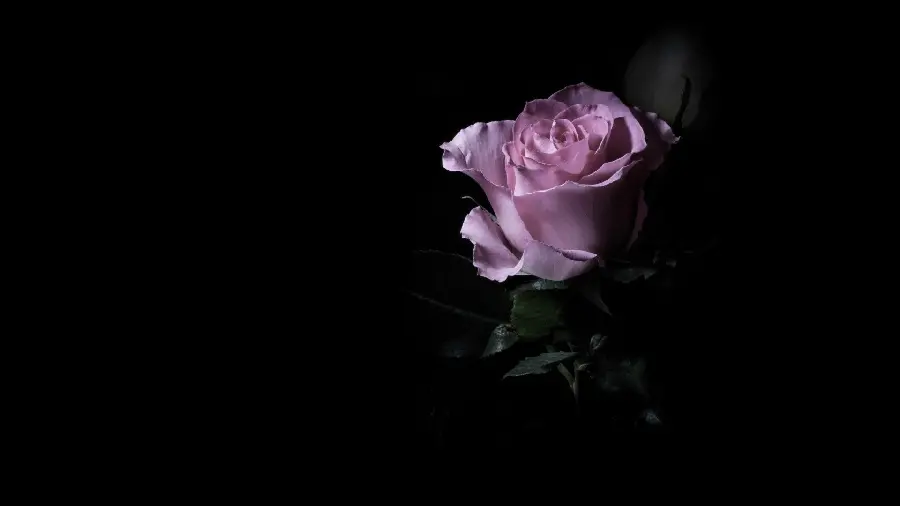 A sad photo of a purple rose branch on a black background