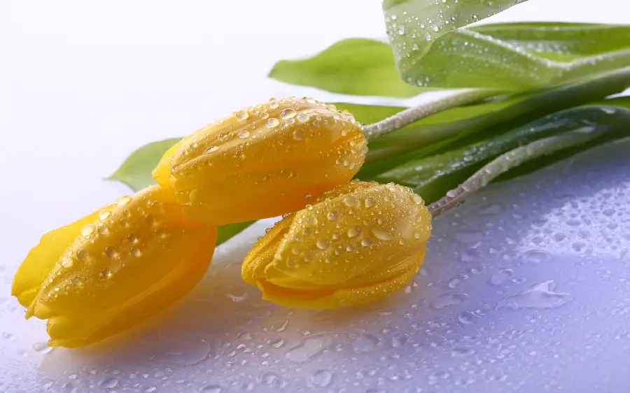 The latest Linux wallpaper with an eye-catching design of a whole yellow tulip
