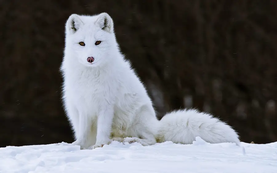 High quality wallpaper of a white arctic fox